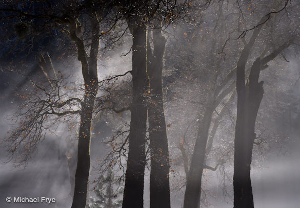 0210-10328 I made these two photographs a few minutes apart. The mist and sun were changing rapidly, but I knew my manual settings (1/20th sec. at f/22, ISO 100) would work for both images, since the light was basically the same. Manual exposure allowed me to work rapidly without constantly adjusting the exposure-compensation dial.