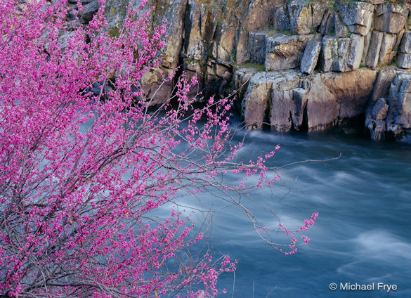 Redbud, rocks, and the Merced River, Stanislaus NF, CA, USA Redbud and Rocks along the Merced River. Soft light emphasized the colors.
