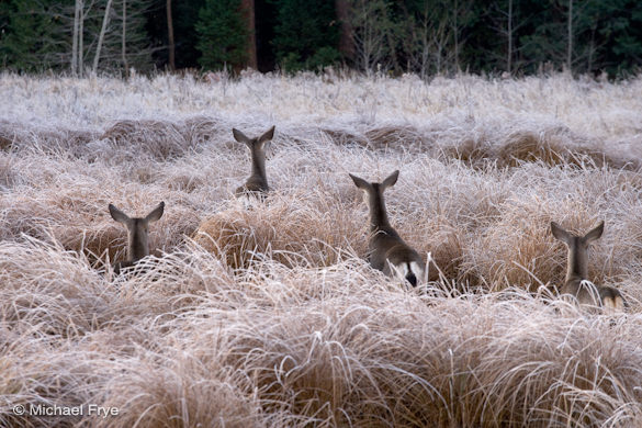 Curious deer, Yosemite NP, CA, USA Sometimes it's easy to pick the winners—they just jump out at you, like this image did when I first looked saw it on my screen. But usually editing is a more difficult task.