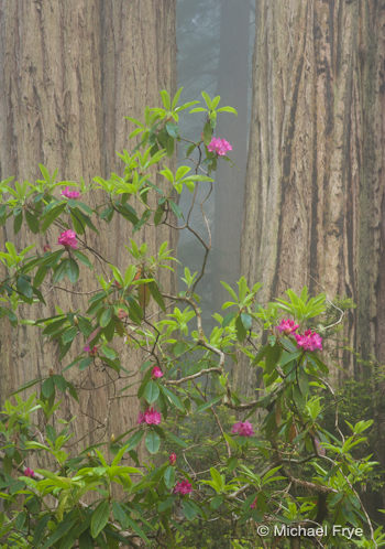 0211-4765 Redwoods and rhododendrons—telephoto view