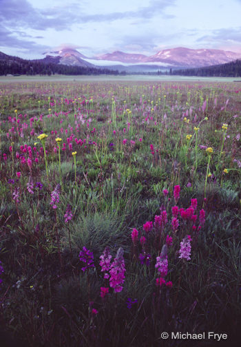 50141 Wildflowers, Tuolumne Meadows, 1986