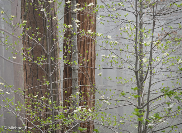 0211-3928 Dogwoods in mist, Yosemite