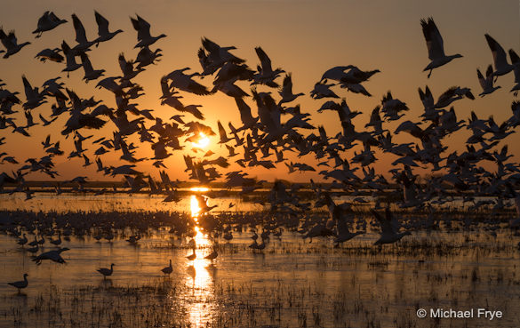 4. Ross's geese taking flight at sunset