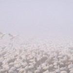 2. Ross's geese landing in the fog