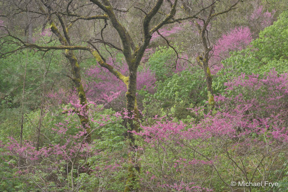 Redbud and oaks, Merced River Canyon, after the point curve was lost in Lightroom 4