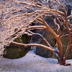 Light-painted manzanita outside my office, 5:54 a.m. last Sunday