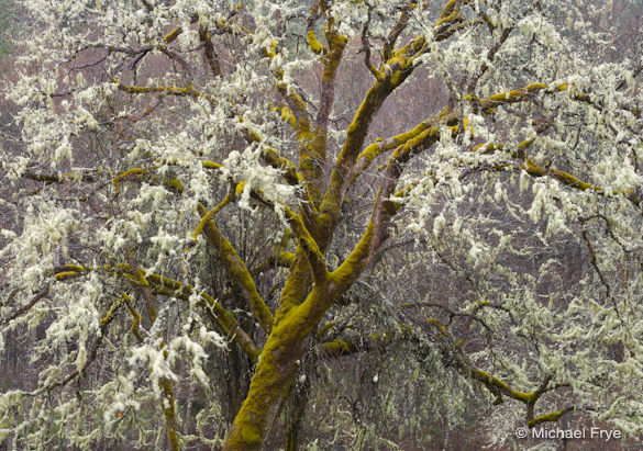 0212-3384 Mossy oak in the rain