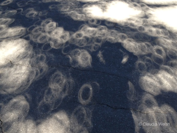Self-portrait with ring-shaped tree shadows during the eclipse, by Claudia Welsh