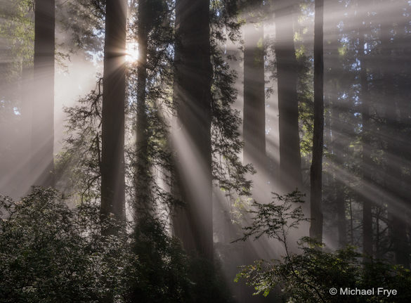 0212-7487 Sunbeams in redwood forest