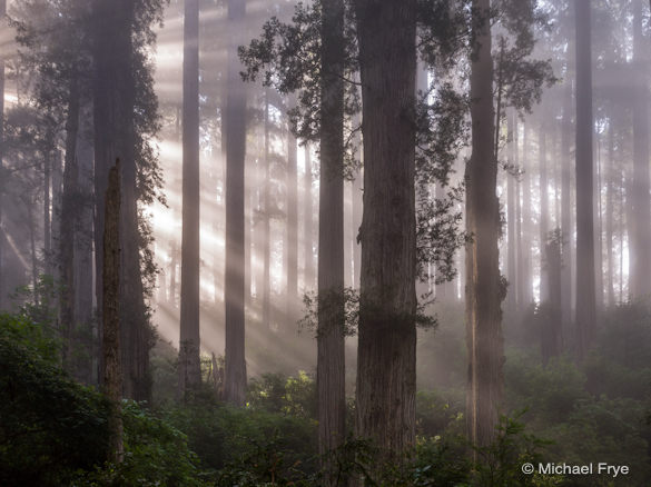 Sunbeams through a misty redwood forest
