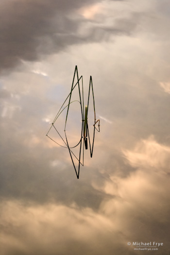 Reeds and Cloud Reflections no. 1