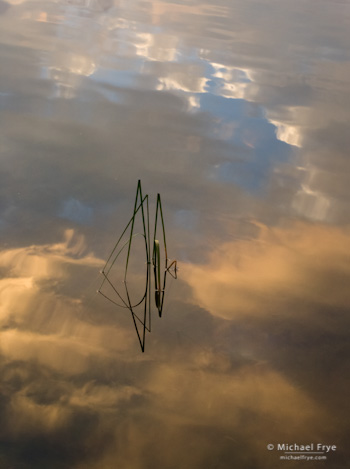 Reeds and Cloud Reflections no. 3