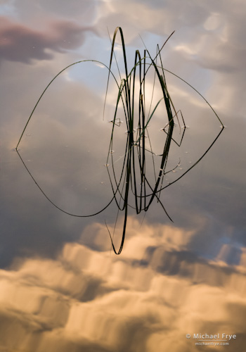 Reeds and Cloud Reflections no. 4