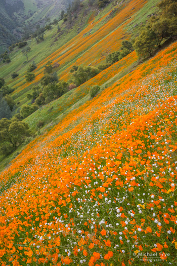 Poppies and popcorn flowers in the Merced River Canyon