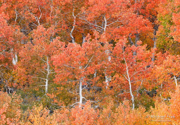 Quaking aspens, autumn, Inyo NF, CA, USA Early-season aspens above Conway Summit (October 4, 2004)