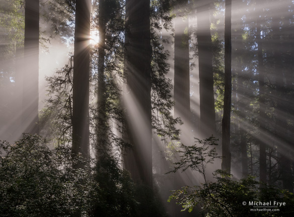 Sunbeams and redwoods, Del Norte Coast Redwoods SP, CA, USA