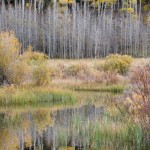Aspens reflected in a beaver pond, Saturday afternoon