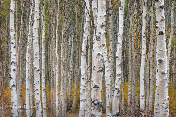 0212-11521 Aspen trunk patterns in the shade