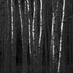Edge-lit aspens