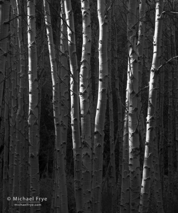 0212-11908 Edge-lit aspens