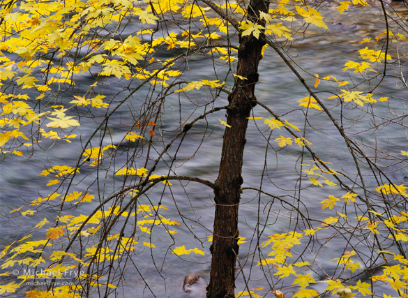 Big-leaf maple and the Merced River, autumn, Yosemite NP, CA, USA Big-leaf maple along the Merced River in Yosemite Valley from late October a few years ago