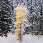 Lone cottonwood, 7:39 a.m. Friday