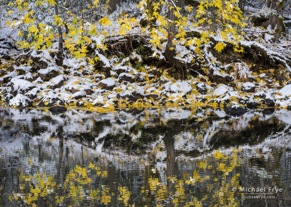 Maple and reflections, 11:11 a.m., Saturday