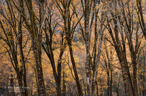 California black oaks, autumn, Yosemite NP, CA, USA Oaks in El Capitan Meadow yesterday