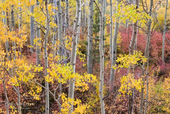 Aspens and dogwoods along Lee Vining Creek, Inyo NF, CA, USA Aspens and dogwoods along Lee Vining Creek, Inyo NF, CA, USA