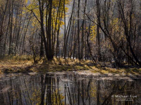 0212-14003 Cottonwoods reflected in a pond