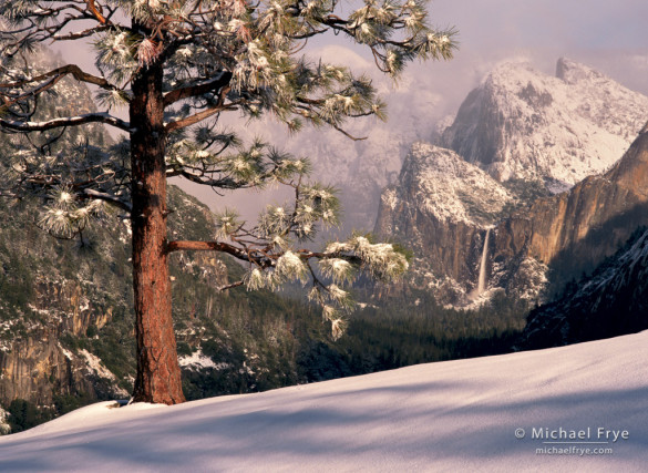 Bridalveil Fall and jeffrey pine, winter, Yosemite NP, CA, USA