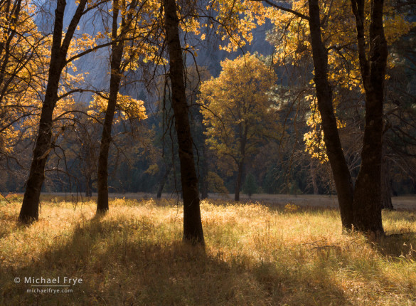 Oaks in autumn, El Capitan Meadow, Yosemite NP, CA, USA