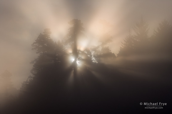 Sun rising through fog, Prairie Creek Redwoods SP, CA, USA