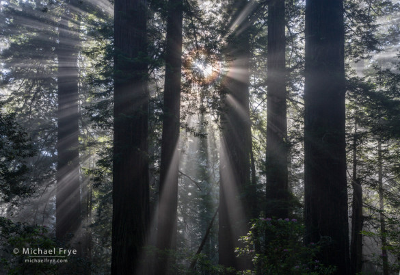 Sunbeams and corona, Del Norte Coast Redwoods SP, CA, USA