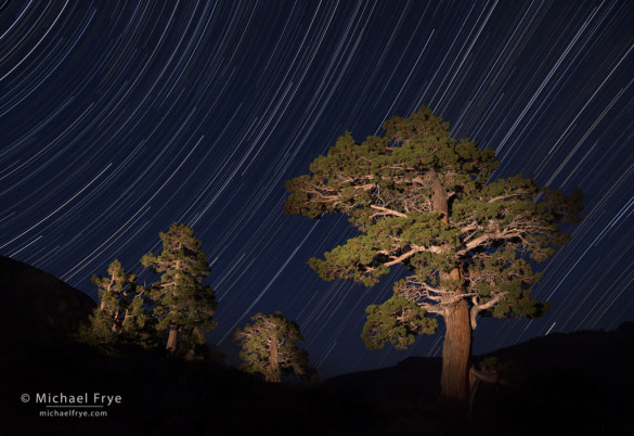 Star Trails and junipers east of Sonora Pass, Toiyabe NF, CA, USA