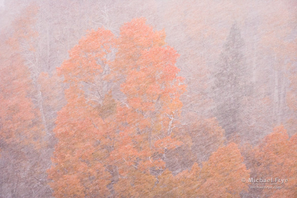 Aspens in an autumn snowstorm, Conway Summit, Toiyable NF, CA, USA