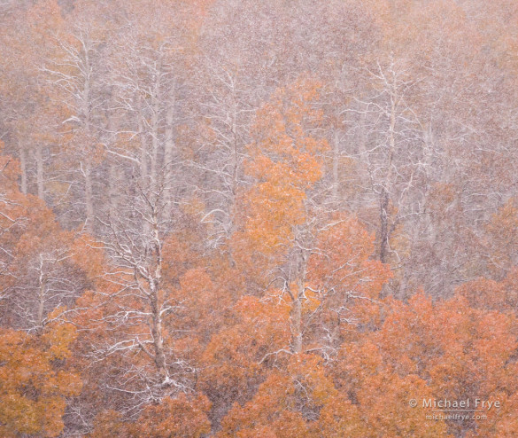 Aspens in an autumn snowstorm, Conway Summit, Toiyable NF, CA, USA