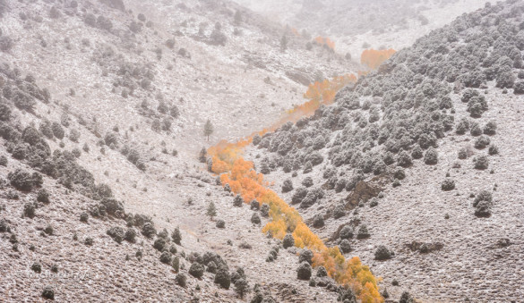 Aspens line a watercourse during an autumn snowstorm, Inyo NF, CA, USA