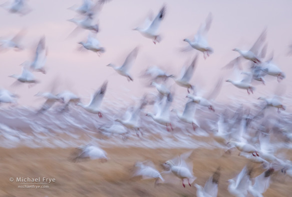 Ross's geese taking flight, San Joaquin Valley, CA, USA