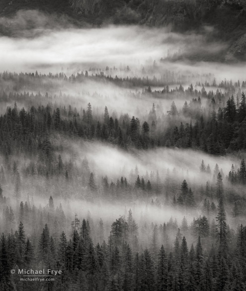 Trees and fog, Yosemite Valley, Yosemite NP, CA, USA