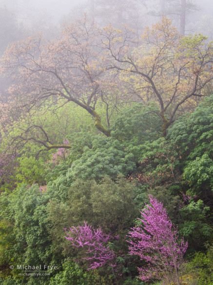 Redbuds and California black oaks in the fog, Merced River Canyon, Stanislaus NF, CA, USA