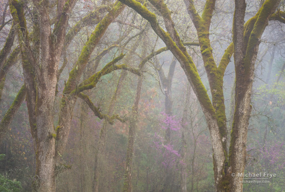 Oaks and redbud in the fog, Mariposa County, Stanislaus NF, CA, USA
