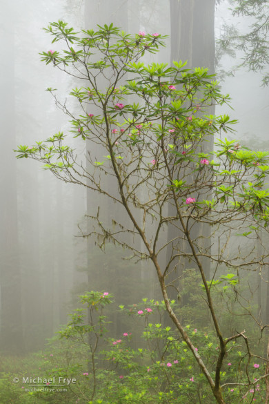 Graceful rhododendron in the  fog, northern California, USA