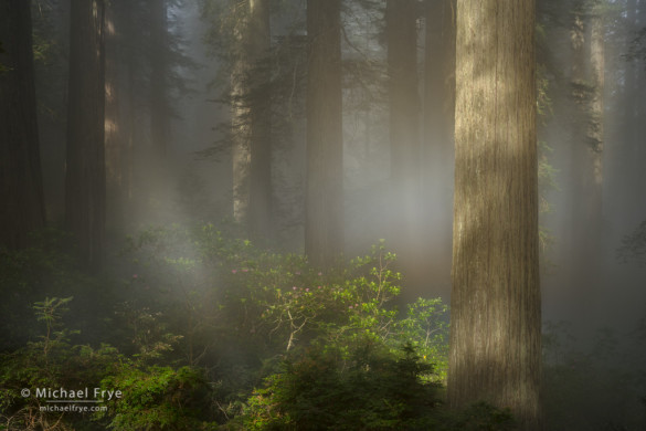 Redwoods, rhododendrons, and a fog rainbow, northern California, USA