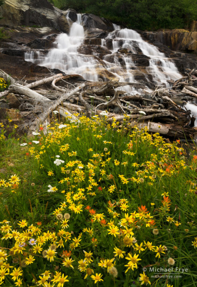 Wildflowers and cascade, eastern Sierra Nevada, Inyo NF, CA, USA
