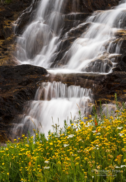 Wildflowers and waterfall, eastern Sierra, CA, USA