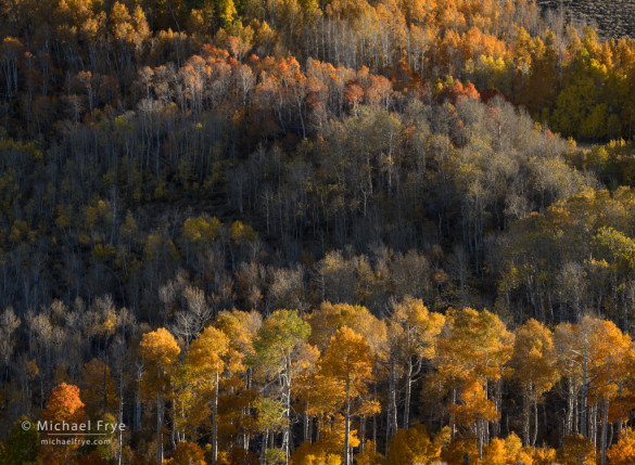 Aspen-covered hillside, late afternoon, Toiyable NF, CA, USA
