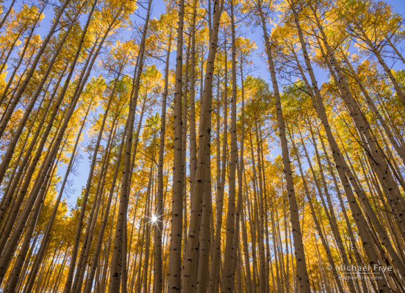 Quaking aspens, late afternoon, Gunnison NF, CO, USA