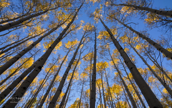 Aspen canopy, autumn, Gunnison NF, CO, USA