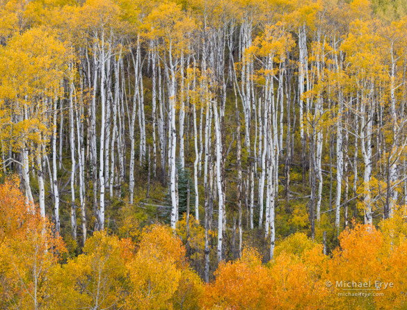 Autumn aspens, Gunnison NF, CO, USA